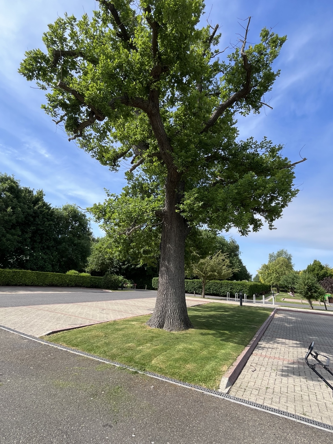 Mature tree after professional tree work